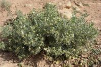 أسرار أعشاب سيناء  المعالجة للأمراض