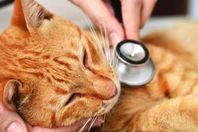 قطة (أرشيفية)