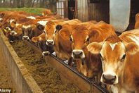 ابقار في الهند