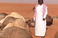 صاعقة تضرب إبل رجل سعودى