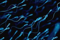 حيوانات منوية