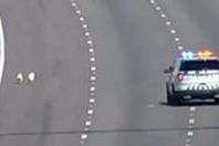 من المطاردة