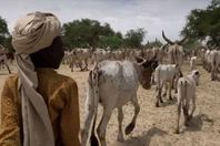 رعي البقر في إثيوبيا