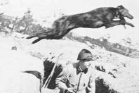 حرب الكلب الضال