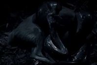 ثعبان يبتلع غزالًا كوجبة تكفيه عام كامل