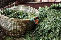 أهالي الواحات: "اللبسان أفضل مضاد حيوى"