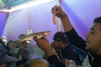 سمكة الفوارغ