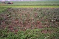 السريس وورق اللفت والبنجر لعمل المحشي بالشرقية