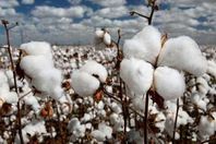 طويل التيلة