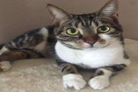 ?القطة "نالا"
