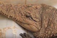 تحنيط النوبيين للتماسيح