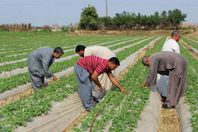 صورة أرشيفية للمزارعين