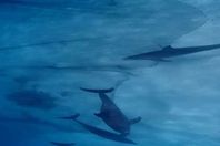 دلافين داخل شباك