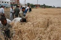 فلاحون يحصدون القمح