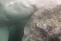 فيديو نادر.. 40 قرشا يلتهمون حوتا ضخما