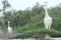 الزرافة البيضاء و صغيرتها قبل قتلهم

