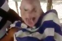 خنزير على هيئة إنسان