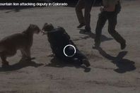 قتال عنيف بين أسد جبلي وشرطية