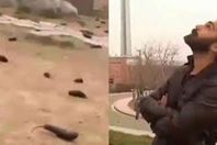 السماء تمطر باذنجان