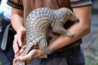 آكل النمل الحرشفي