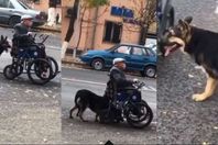 درس في الوفاء لـ«كلب» مع صاحبه «المقعد»