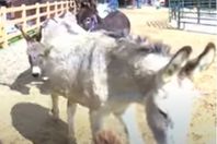 هروب جماعي للحمير من محمية بكاليفورنيا