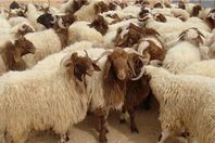 ارتفاع في أسعار الأضاحي.. وسط عزوف عن الشراء