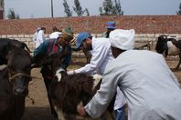 تحصين 89 ألف رأس ماشية ضد الحمى القلاعية