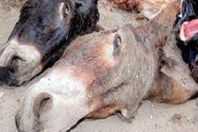 دراسة: 4.3 مليون مصري تناولوا لحوم حمير