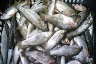 ضبط اسماك سامة أثناء بيعها للمواطنين بالأسكندرية