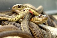 رأيت 9 ثعابين وابنتي مطلقة.. إليك السر!