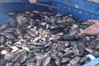 ضبط كمية كبيرة من الأسماك الفاسدة بالمنوفية