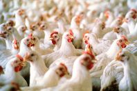 شعبة الدواجن: كيلو الفراخ بـ 30جنيهًا في رمضان