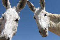 بدء التحقيق في واقعة ضبط 7 حمير قبل ذبحهم