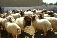 سقوط عصابة سرقة المواشي