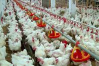 ضبط 12مزرعة دواجن بدون ترخيص بالمنوفية