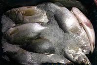 كيلو السمك بـ10 جنيهات بالغردقة