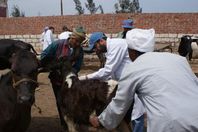 تحصين 34 ألف رأس ماشية بالمنيا خلال 2016