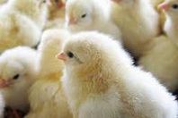 نفوق 9 آلاف كتكوت فى حريق هائل بأحد مزارع الدواجن ببنى سويف