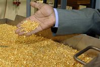 وصول 315 كيلو ذهب خام من منجم السكري إلى مطار القاهرة