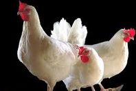 تموين كفر الشيخ تطرح «فراخ ولحوم» مجمدة بأسعار مخفضة 