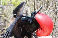 حقائق مذهلة عن طائريحلق فى الجو نائما