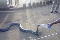 ثعبان كوبرا يشرب من زجاجة مياه