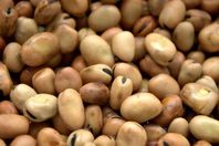 فول (أرشيفية)