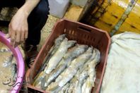 شاهد.. إستعداد المحال لـ" شم النسيم"