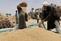 فضيحة فساد القمح