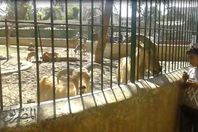 شاهد.. جولة داخل حديقة الحيوان بالجيزة