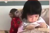 الطفلة والقرد