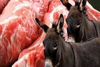 "لحوم الحمير" بين التقنين والتحريم