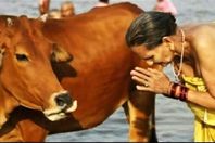 الاعتداء على أسرة مسلمة لتربيتها أبقارًا في كشمير